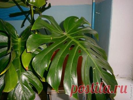 Монстера, аспарагус и другие... смогу ли я их спасти?