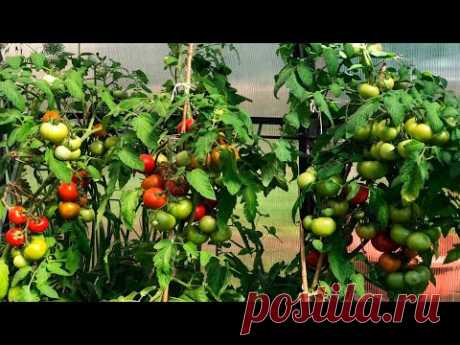 ЗАВЯЖЕТСЯ В 10 РАЗ БОЛЬШЕ ТОМАТОВ ЕСЛИ СДЕЛАТЬ ЭТО!