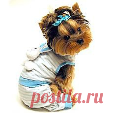 Выкройки одежды для любимых собак.