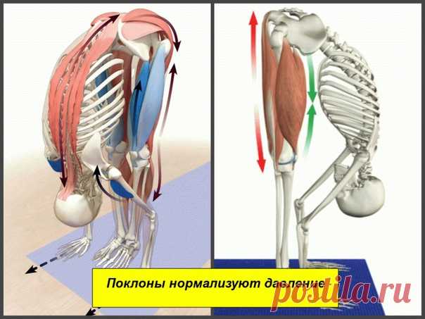 Поклоны нормализуют давление

Различные заболевания человека, в том числе и связанные с перепадами артериального давления, возникают, когда происходит уменьшение циркуляции энергетики ног. Стопы ног являются главным «выходом» отработанной энергии, а также через стопы человек наполняется жизненной вибрацией Земли.

Современные люди вообще малоподвижны, а уж про ходьбу босиком по сырой земле нет и речи.
Показать полностью…
