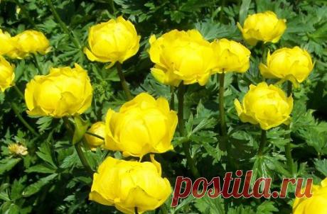 Купальница / Trollius | НА ЗАВАЛИНКЕ