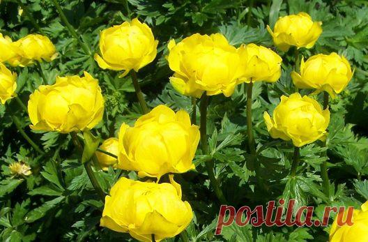 Купальница / Trollius | НА ЗАВАЛИНКЕ
