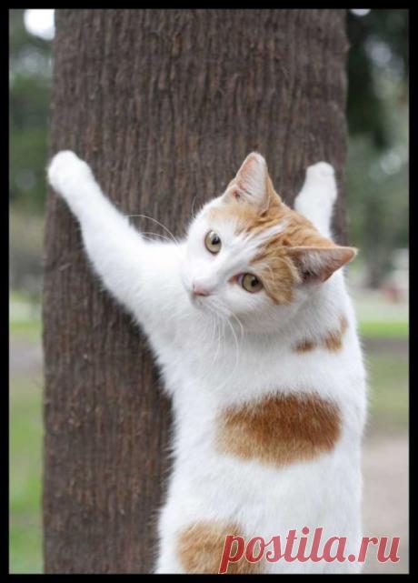 картинки смешные кошки » УлыбнуЛи – Смешные истории, рассказы и приколы из жизни людей