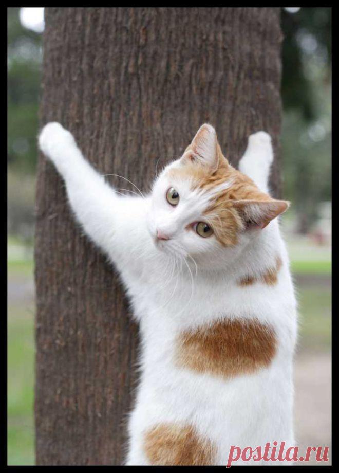 картинки смешные кошки » УлыбнуЛи – Смешные истории, рассказы и приколы из жизни людей
