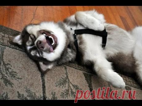 Забавные животные / Видеохит - лучшее видео интернета