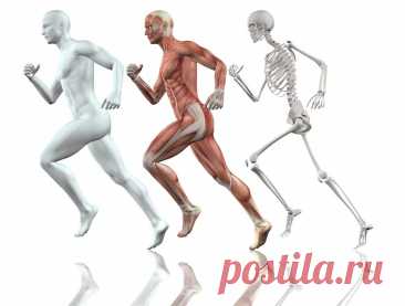 Опорно-двигательная система: состав, строение и рост костей. Подробный обзор | PortalBio