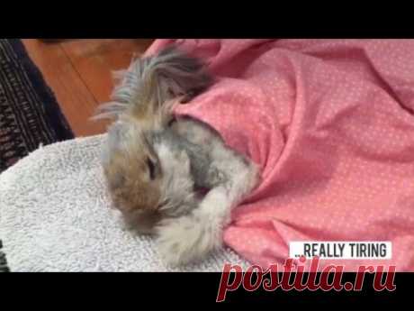 Meet Wally, The Bunny With The Biggest Wing-Like Ears