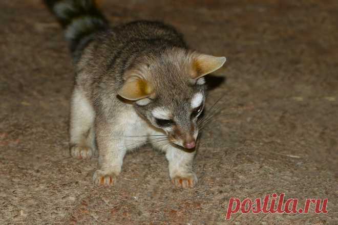 Как живут какомицли: 6 интересных фактов о кошачьих енотах | Приключения натуралиста | Яндекс Дзен