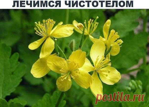 Я выживаю везде!: Лечимся чистотелом