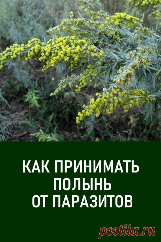 Как принимать полынь от паразитов. В статье говорим о лечебных свойствах полыни горькой от глистов, приводим эффективные рецепты, рассказываем, как принимать полынь от паразитов. #здовровье #народнаямедицина #лечениетравами #полынь #полыньотпаразитов #полыньотглистов