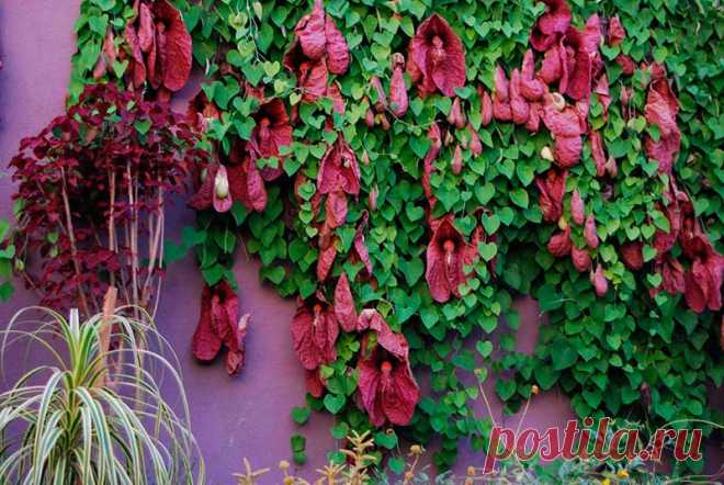 Комнатное растение Аристолохия (Aristolochia). Вечнозеленая красивая лиана родом из Бразилии, используемая для вертикального озеленения. Длинные побеги нуждаются в дополнительной опоре. Культивируют в хорошо освещенных теплых помещениях при равномерном увлажнении в течение всего года. Цветет с июня по октябрь. Цветки в виде трубки или кувшинчика - приспособление для опыления мухами. Для их привлечения отгиб венчика имеет грязно-красный цвет, напоминающий мясо.
