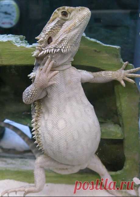 23 фото для тех, кому поднадоели кошечки и собачки