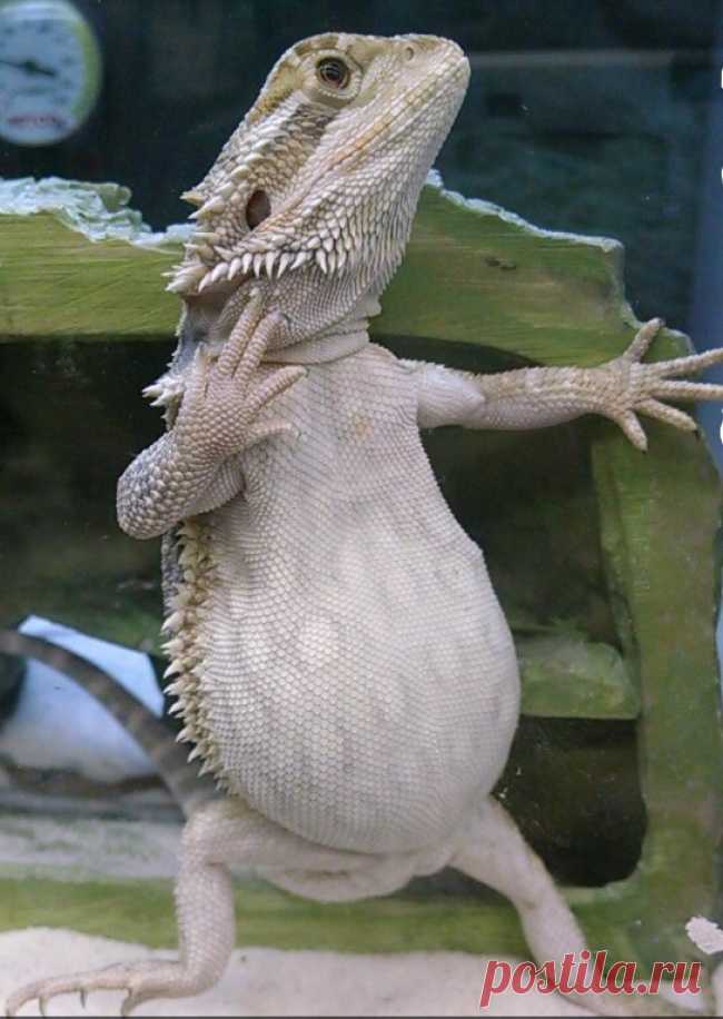 23 фото для тех, кому поднадоели кошечки и собачки