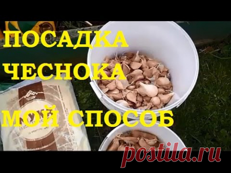 Посадка чеснока. Мой проверенный способ! — Делаем руками