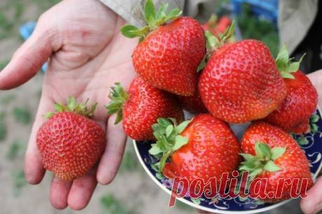 Самые плодоносные сорта клубники Объем урожая клубники напрямую зависит от ее разновидности. Самые урожайные сорта клубники способны приносить порядка 2 кг с куста в открытом грунте. На плодоношение также влияет освещенность клубничника солнцем, защищенность от ветра, теплая погода. Ранние сорта Ранние виды дают урожай в конце...