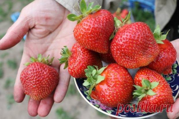 Самые плодоносные сорта клубники Объем урожая клубники напрямую зависит от ее разновидности. Самые урожайные сорта клубники способны приносить порядка 2 кг с куста в открытом грунте. На плодоношение также влияет освещенность клубничника солнцем, защищенность от ветра, теплая погода. Ранние сорта Ранние виды дают урожай в конце...