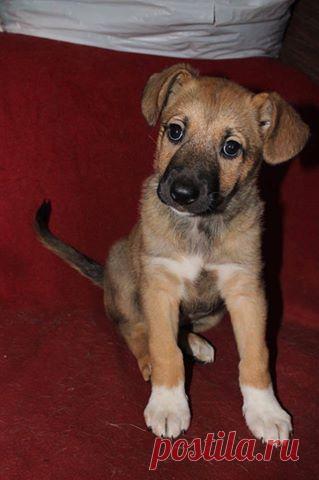 Москва и МО! Одна из наших подписчиц просит вашей помощи! Пожалуйста помогите репостом! На улице была подобрана и спасена, истощенная собачка со сломанной лапкой. Пока она лечилась и выздоравливала, врачи обнаружили, что она ждет щенков. Вот так у Оксаны появились 6 маленьких, красивых, ласковых комочков счастья! Может кто-то ищет пушистое счастье? Ищем добрые ручки, любящих родителей и родной дом для наших деток! 3 девочки и 2 мальчика, 1,5 месяца. Телефоны: +7(926)907-81-81 Маша, +7(903)722-35