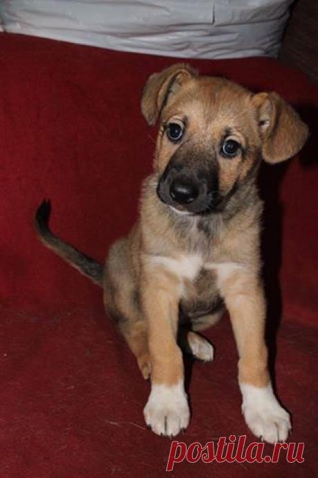 Москва и МО! Одна из наших подписчиц просит вашей помощи! Пожалуйста помогите репостом! На улице была подобрана и спасена, истощенная собачка со сломанной лапкой. Пока она лечилась и выздоравливала, врачи обнаружили, что она ждет щенков. Вот так у Оксаны появились 6 маленьких, красивых, ласковых комочков счастья! Может кто-то ищет пушистое счастье? Ищем добрые ручки, любящих родителей и родной дом для наших деток! 3 девочки и 2 мальчика, 1,5 месяца. Телефоны: +7(926)907-81-81 Маша, +7(903)722-35