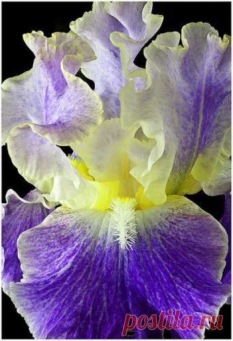 Tall Bearded Iris &quot;Moonlit Water&quot; | Iris