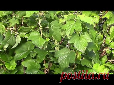 Обрезка СМОРОДИНЫ - 7 дач