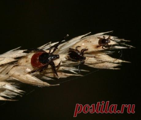 Средства от укусов насекомых — Делимся советами