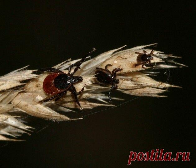 Средства от укусов насекомых — Делимся советами