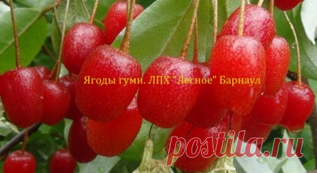 Гуми - альтернатива кизилу
