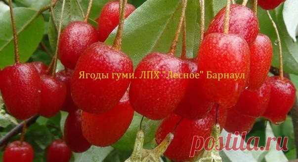 Гуми - альтернатива кизилу