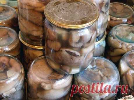 КАК СОЛИТЬ МАСЛЯТА

Продукты для засолки маслят
Маслята - 1 килограмм
Соль - 2 столовые ложки
Показать полностью…