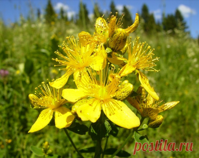 Сила хозяйственного мыла при варикозном расширении вен, заживление ран, при болезнях опорно-двигательного аппарата. | Бабушка Рада | Яндекс Дзен