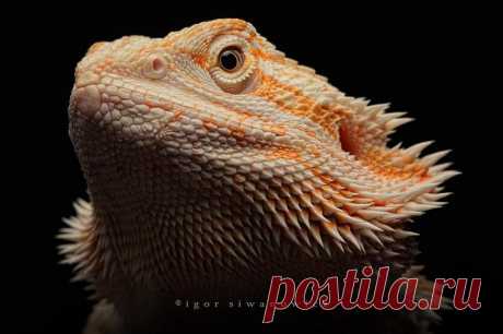 Захватывающий макромир «пришельцев из других миров»