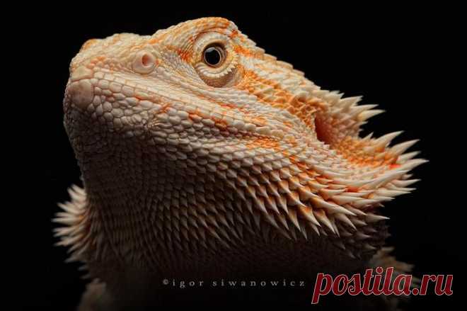 Захватывающий макромир «пришельцев из других миров»