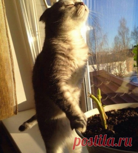 20 животных, которые тоже очень хотят тепла