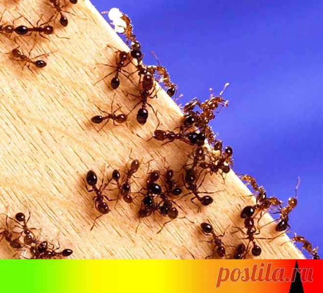 10 членистоногих, о которых стоит знать каждому, кто хотя бы изредка выезжает за границу