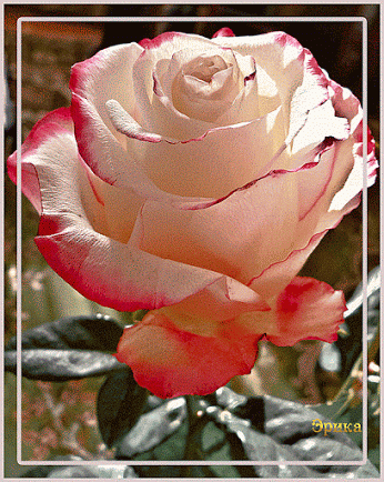 Sumant 143 приколол(а) это к доске flowers