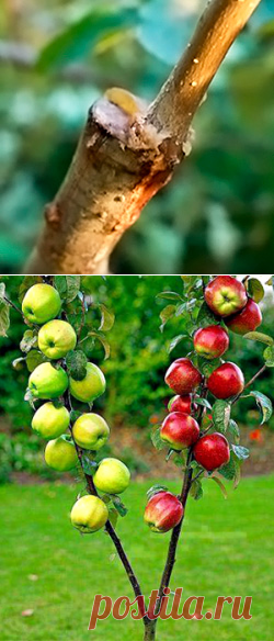 Подвой – это основное дерево, на котором в дальнейшем и будет осуществляться прививка черенков. В этой роли чаще всего выступает саженец или ствол, реже - корневая шейка дерева. 
Привой – это части дерева (почки и черенки), которые способны к приживлению и росту на основном стволе другого дерева. В качестве привоя лучше всего использовать черенки близких по виду и сорту деревьев.