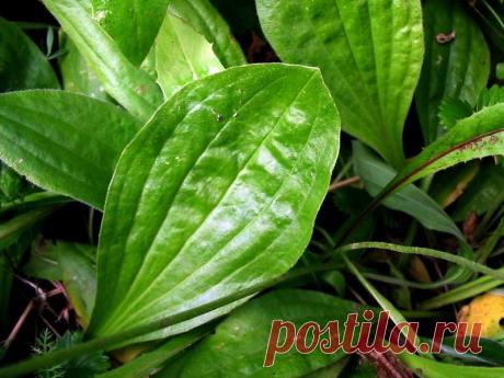 подорожник