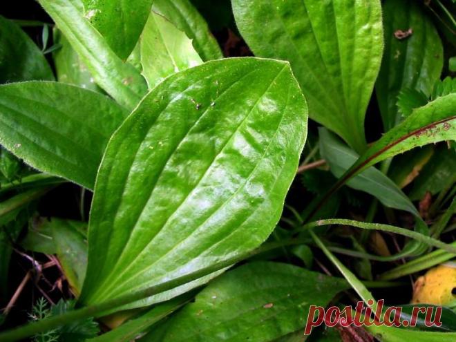 подорожник