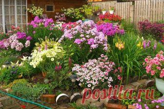 15 самых неприхотливых многолетних цветов! | Записки садовода | Яндекс Дзен