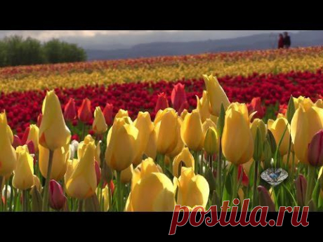 Spring Flowers at Oregon 2014 April 1080p HD