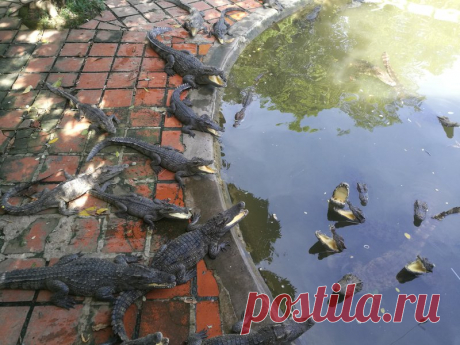 Как позорят мужей россиянки на отдыхе во Вьетнаме