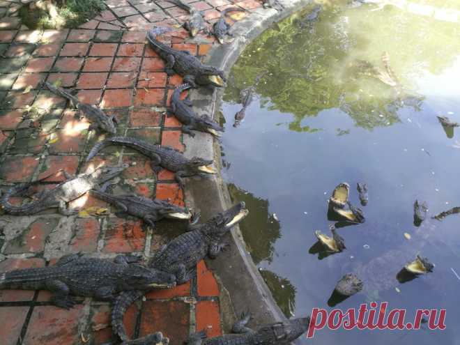 Как позорят мужей россиянки на отдыхе во Вьетнаме