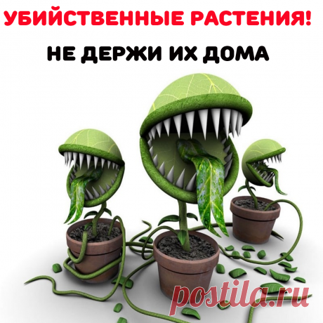 К опасным домашним цветам относятся:
Диффенбахия. Опасность красивого внешне растения в соке, выступающем на срезе листа. Эта жидкость обжигает кожу, при попадании в желудок вызывает отравление организма. Олеандр. Опасным для ребёнка и животных является сок, способный вызвать слепоту, а от аромата может заболеть голова.Все виды молочаев. Выделяющийся млечный сок может обжечь чувствительную кожу, способен вызвать серьезное отравление.Кротон. сок вызывает ожоги кожи