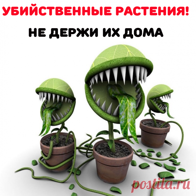 К опасным домашним цветам относятся:
Диффенбахия. Опасность красивого внешне растения в соке, выступающем на срезе листа. Эта жидкость обжигает кожу, при попадании в желудок вызывает отравление организма. Олеандр. Опасным для ребёнка и животных является сок, способный вызвать слепоту, а от аромата может заболеть голова.Все виды молочаев. Выделяющийся млечный сок может обжечь чувствительную кожу, способен вызвать серьезное отравление.Кротон. сок вызывает ожоги кожи