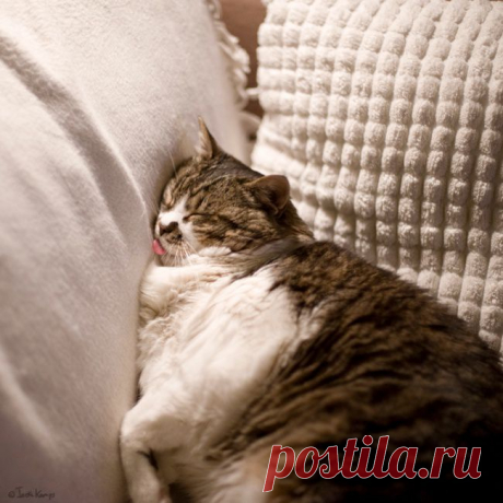 30 котов, постигших искусство сон-фу