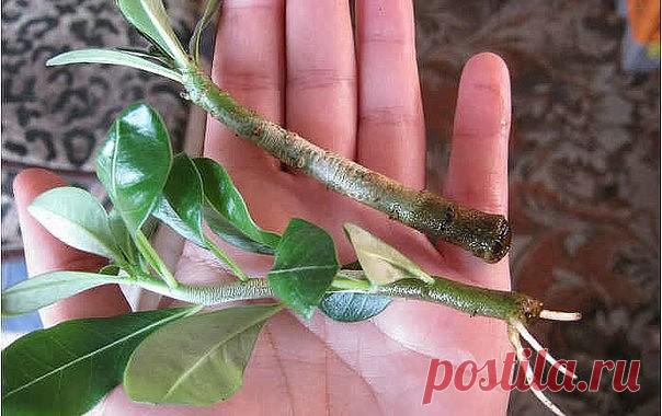 Одноклассники