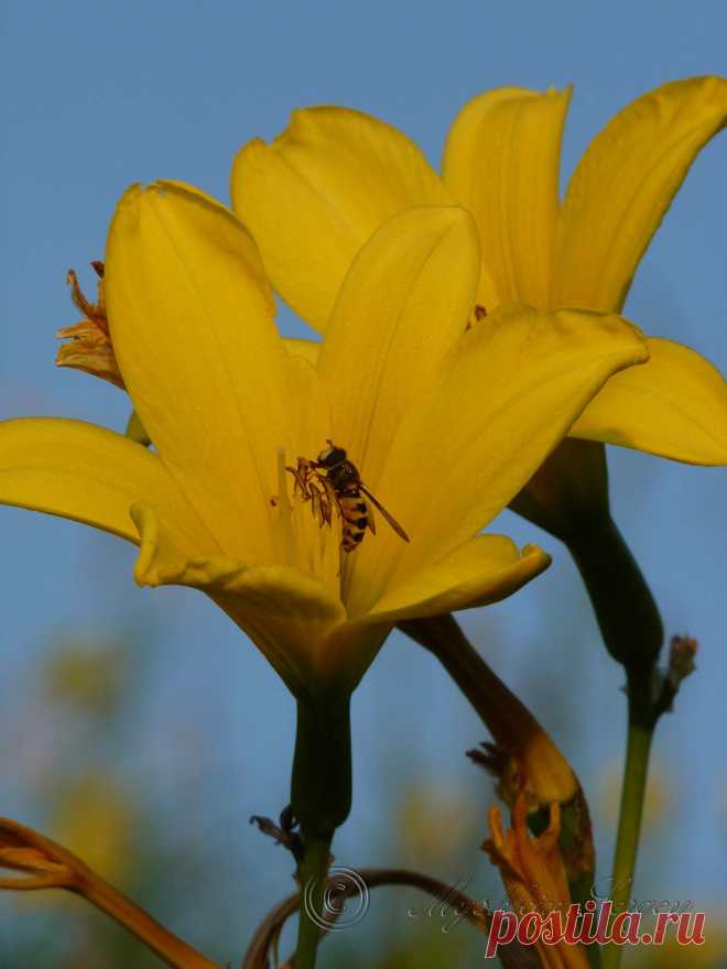 желтые лилии на закате амурская обл. 2013г.