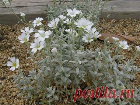 Ясколка (Церастиум): фото и виды, посадка и уход за растением