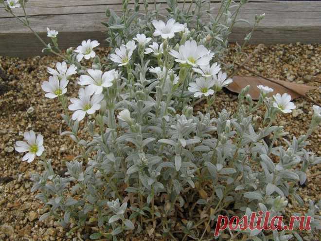 Ясколка (Церастиум): фото и виды, посадка и уход за растением
