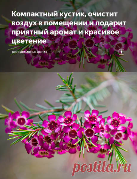 Компактный кустик, очистит воздух в помещении и подарит приятный аромат и красивое цветение | Все о домашних цветах | Яндекс Дзен